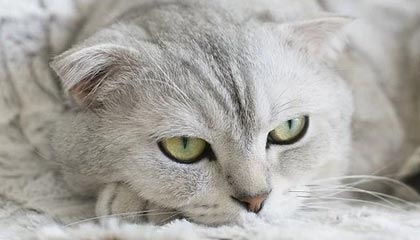 -巴恩斯利-负华尔沙尔，客场遭遇惨败缺乏进攻威胁，巴恩斯老婆被费舍尔