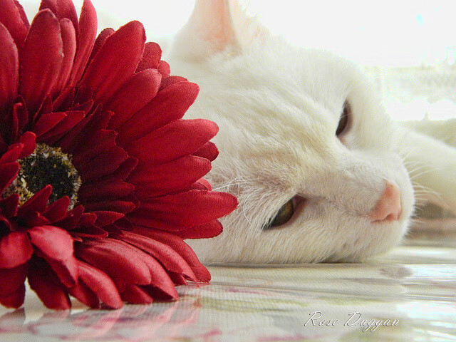 爱游戏官网-中国女篮逐步建立核心阵容 教练战术意图明确，中国女篮教练员是谁