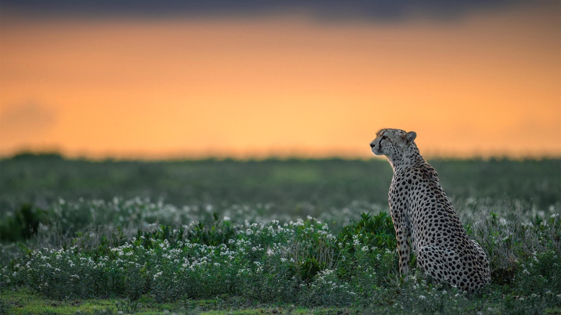 AYX体育官网-中国马拉松大满贯赛事吸引国际选手回归，中国马拉松大满贯组委会