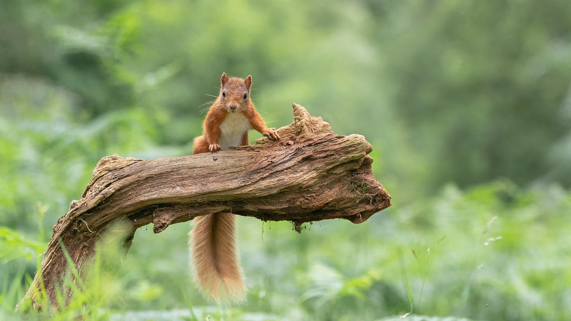 国家队管理架构臃肿拖慢训练节奏,国家队体系