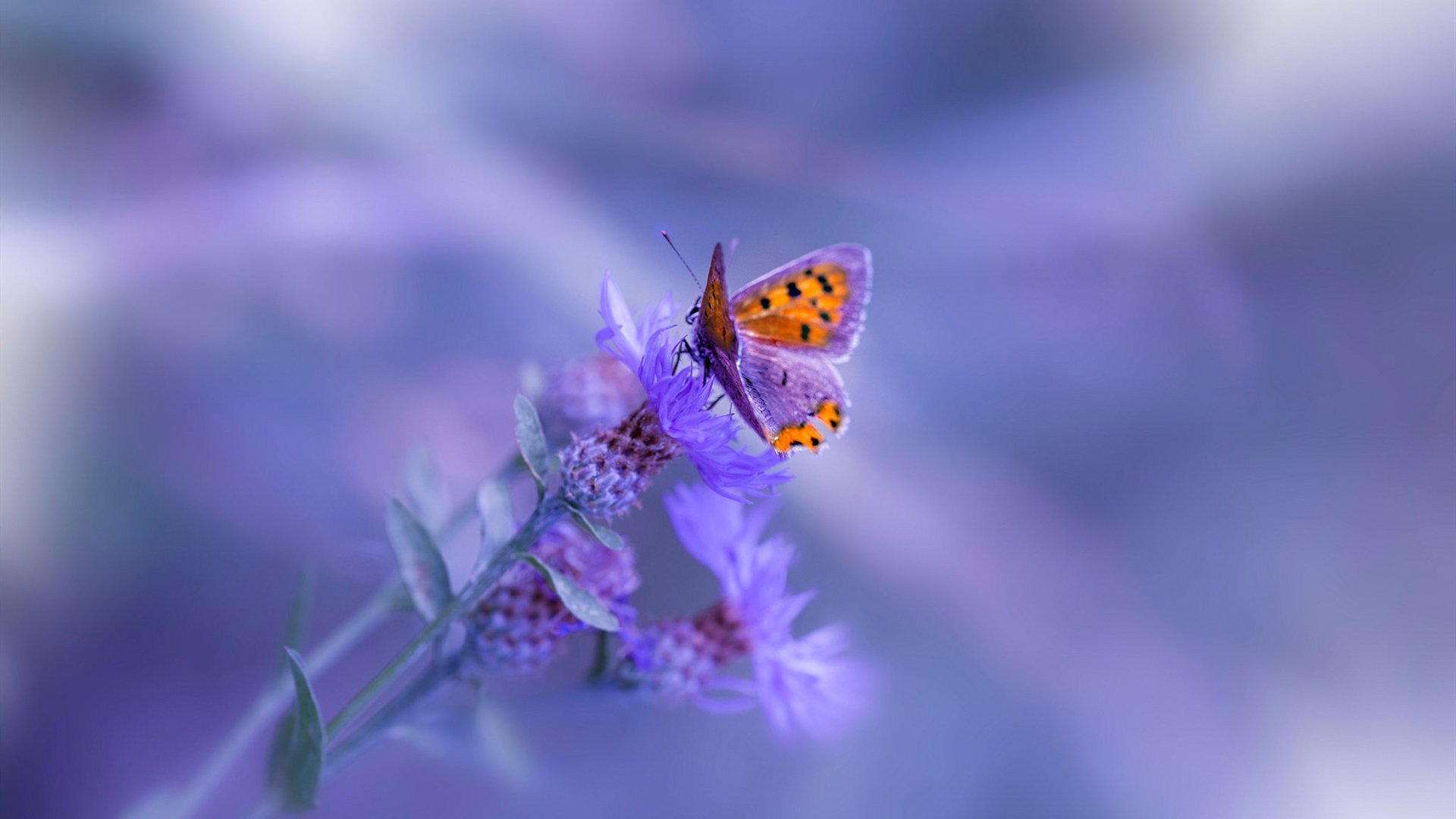 电竞主播直播教学带动新玩家快速成长，电竞主播怎么做