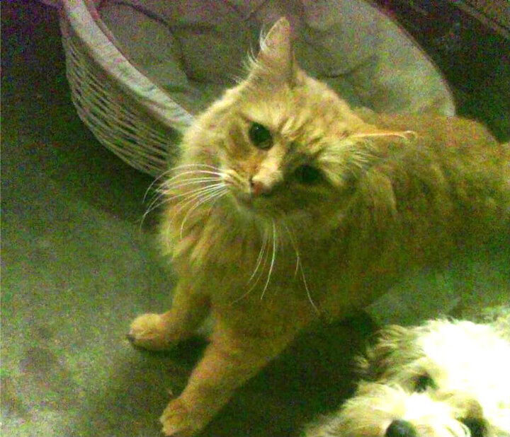 花样滑冰赛程调整引热议，花样滑冰2022