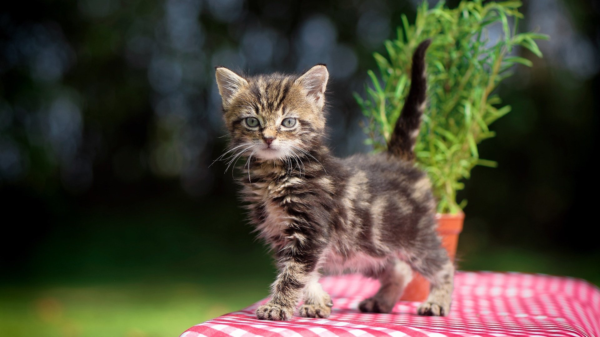 爱游戏娱乐网址-青少年极限自行车赛加入耐力项目考核，青少年自行车比赛项目