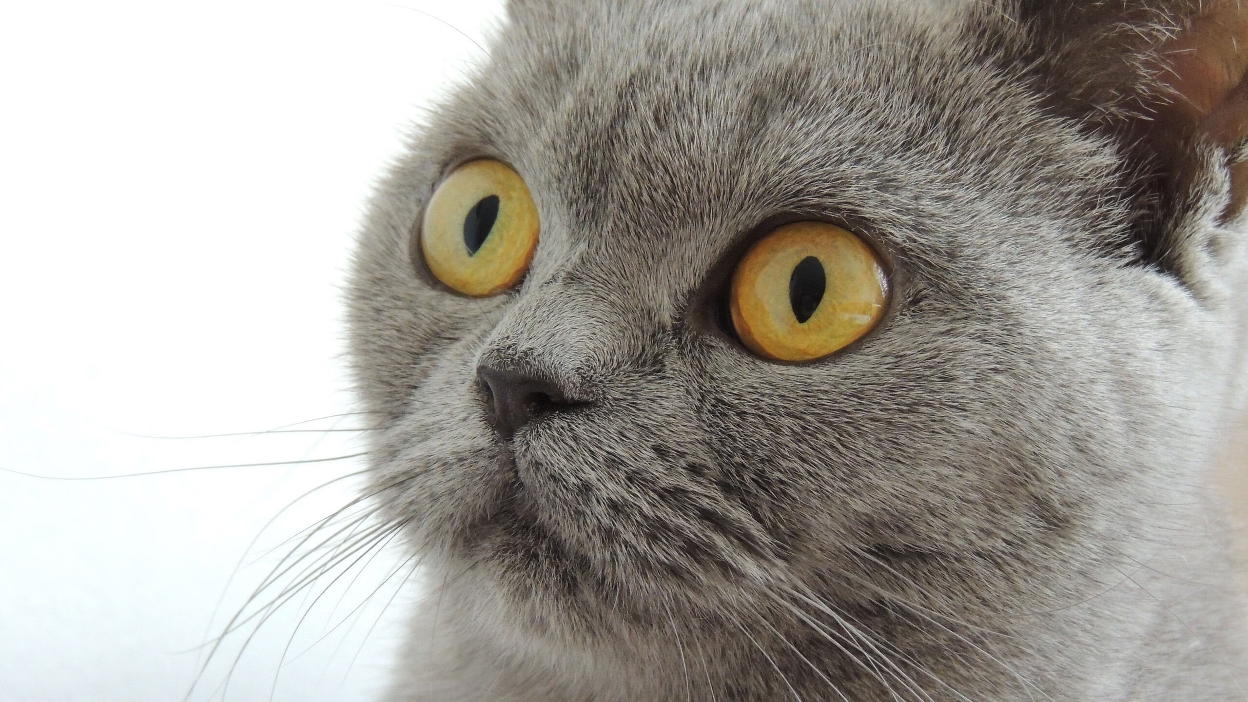 世界杯席卷全球：最震撼的比赛片段，世界杯名场面