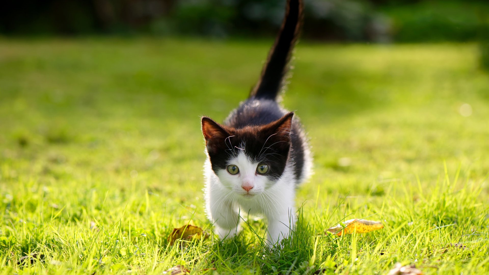 大学篮球联盟打造明星球员形象吸引青年粉丝,大学篮球巨星v1.0完整汉化版