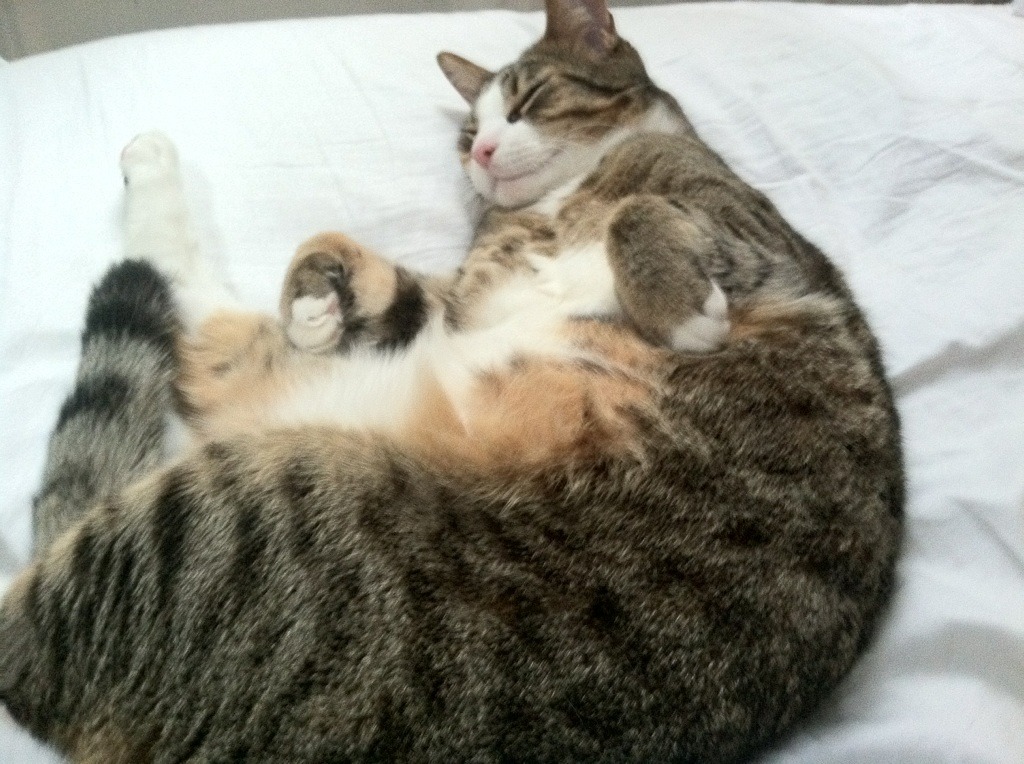 爱游戏娱乐平台-德甲攻防炫技：精彩节奏不断升华！，德甲推荐