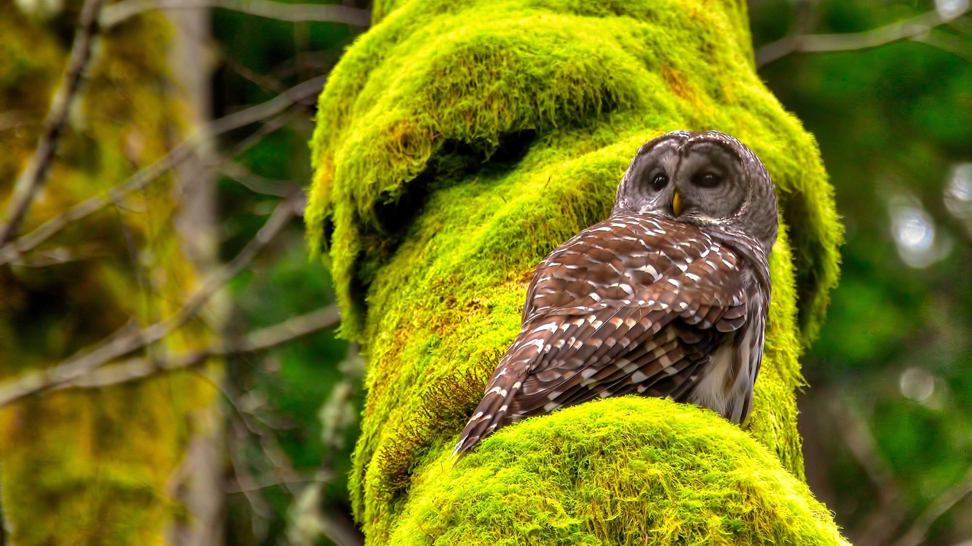 欧洲杯激情绽放：战术与技术的商务合作领袖，欧洲杯详解