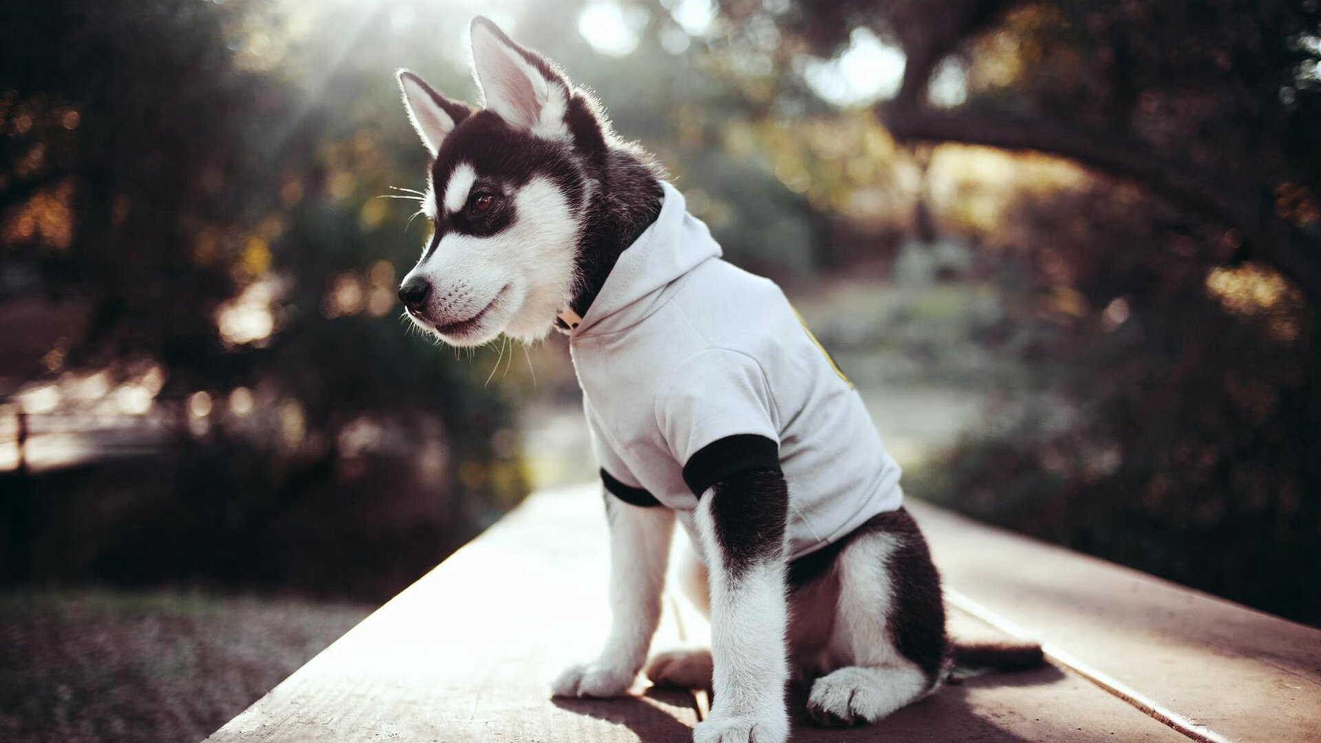 水球比赛波兰女队配合默契,波兰球一杯水