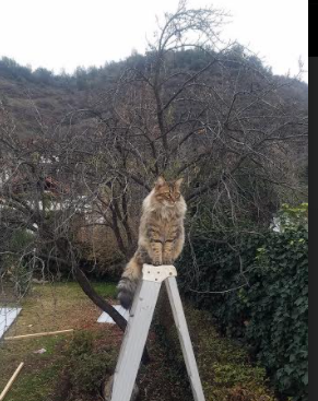 职业联赛推行赛后视频分析帮助球员持续进步，职业联赛现场