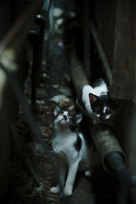 爱游戏综合娱乐-蝶泳赛场朝鲜选手爆发力强，蝶泳比赛2020