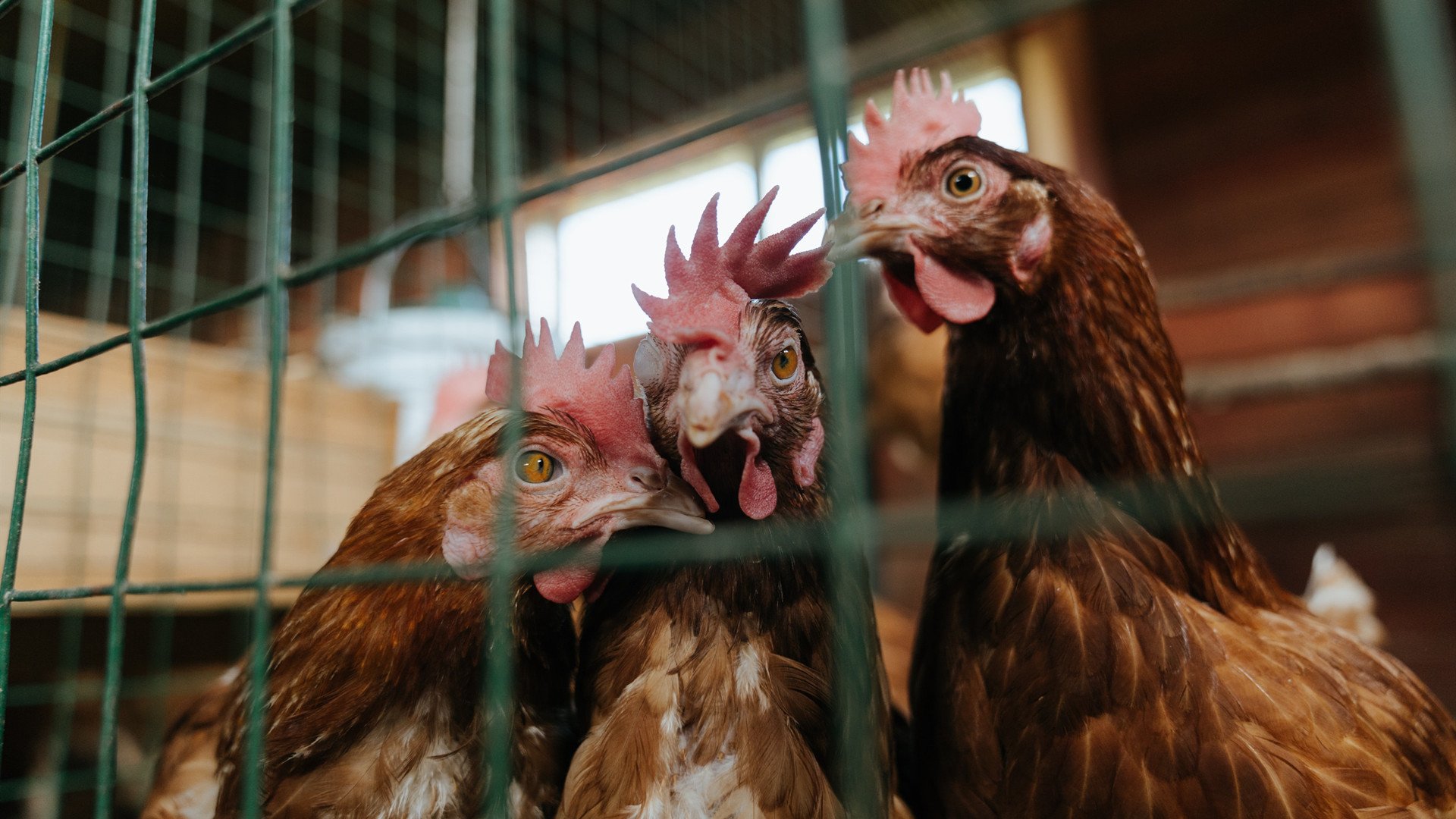 起跳动力增强,迅速占领前段优势,起跳的原理
