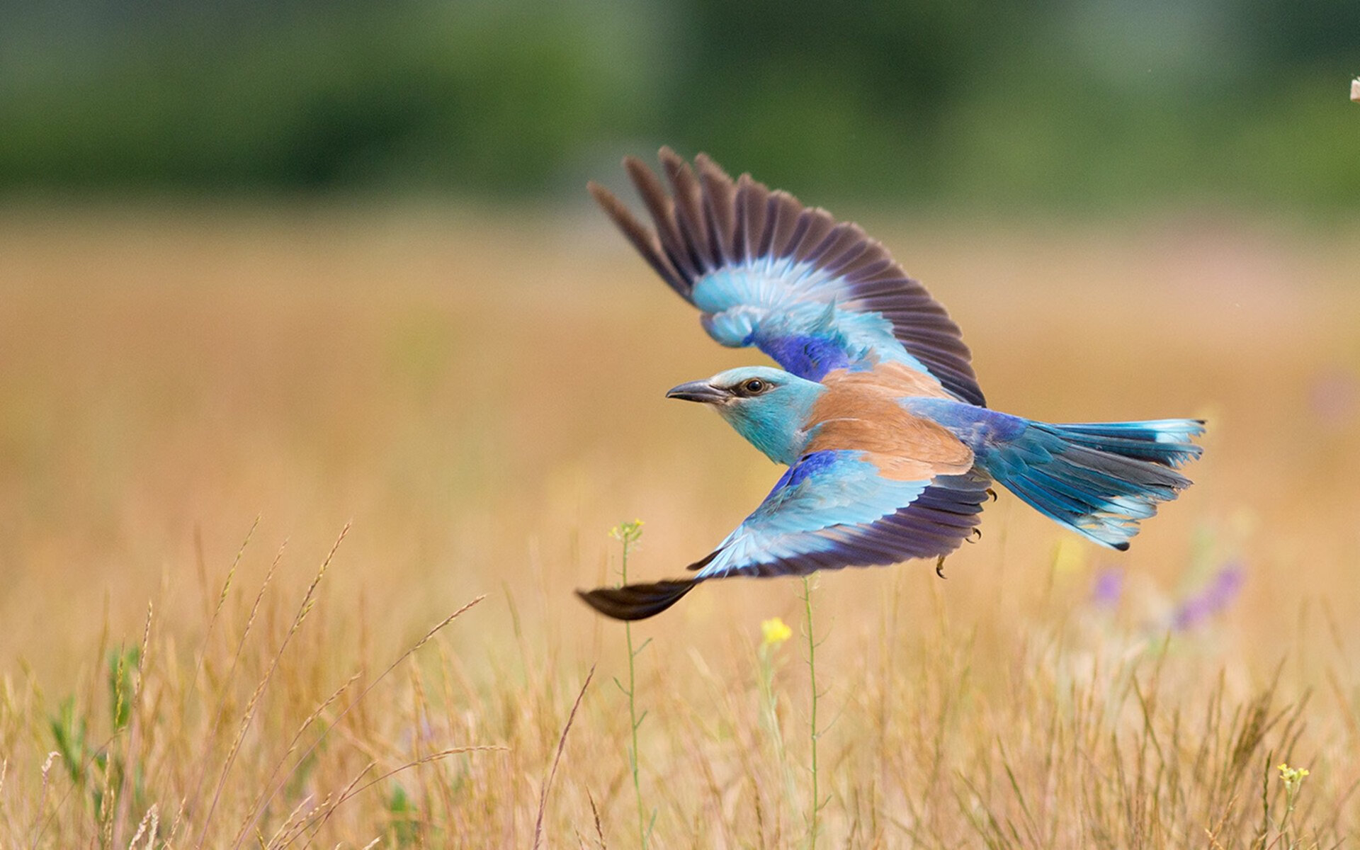爱游戏综合娱乐-雷霆二队球员成功上调进入主力轮换名单，雷霆队2号球员是谁