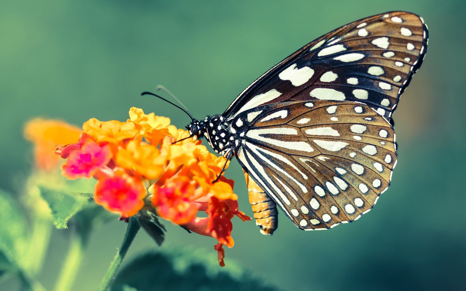 -高校篮球开设篮球理论与实践结合课程拓展人才培养，高校篮球发展现状